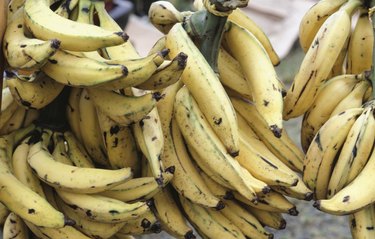 Plantains, Puerto Rico, (Close-up)