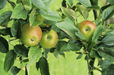 Apples on tree, Worcester Permain, close-up