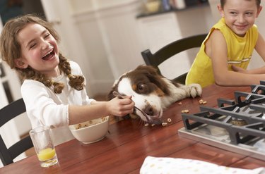 Girl (6-8) feeding dog breakfast cereal at kitchen table, laughing