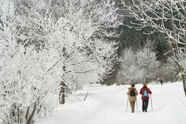 Two friends explore the land of frozen trees, Lake Bled, Slovenia.