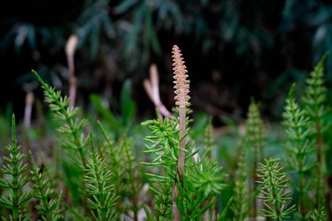 Spring Horsetail