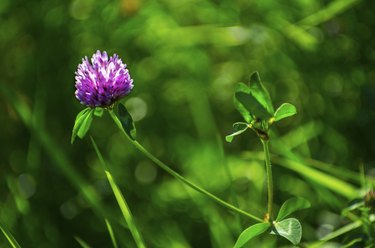 Trifolium pratense - Red clover in late summer sun