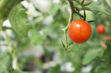 Cherry tomatoes growing in a greenhouse