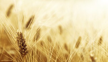 Wheat field