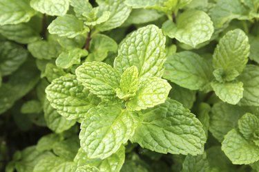 Fresh peppermint.