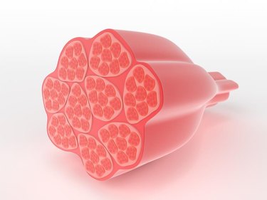 Structure of skeletal or voluntary muscle showing a cross-section through the cylindrical multi-nucleate fibres narrowing down to the attachment point which would attach to a bone in the body