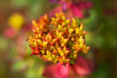 Rhodiola rosea summer day in the sun