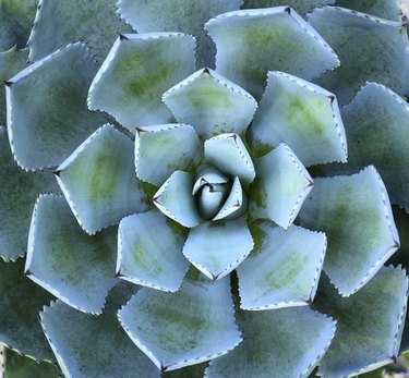 Sharp pointed agave plant leaves