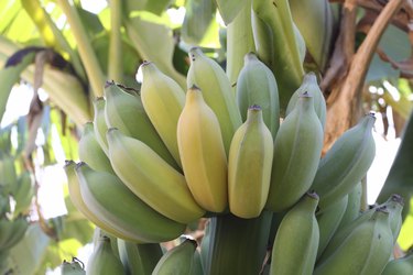 Bunch of ripening bananas on tree