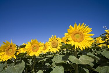 Sunflowers, Hokkaido Prefecture, Japan