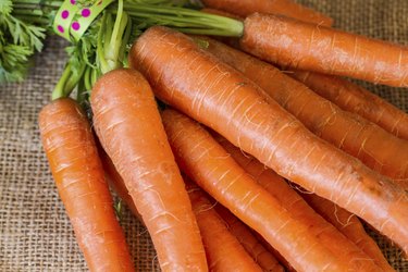 Bunch of freshly picked carrots from the garden