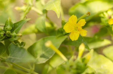 Yellow evening primrose