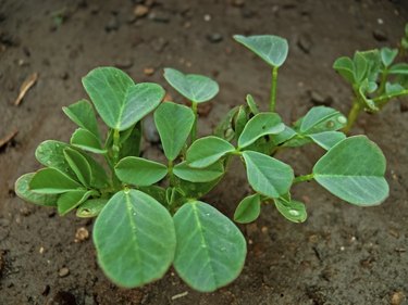 Plant of Fenugreek
