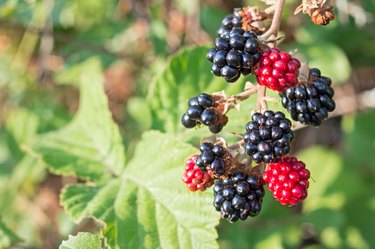 bramble berry bush with black ripe berries closeup. The concept of