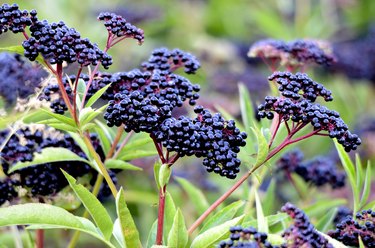 bush with clusters of elderberry fruit