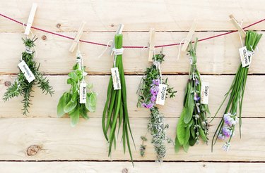 Hanging Herbs
