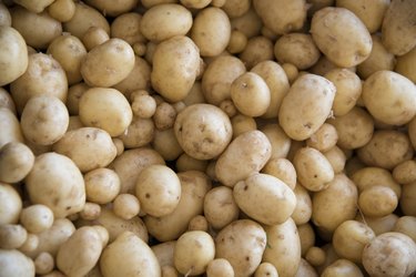 Close-up of potatoes, Kenora, Ontario, Canada