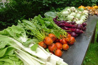 fresh vegetables from the garden oa a garden table