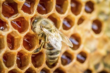 Bees in a beehive on honeycomb