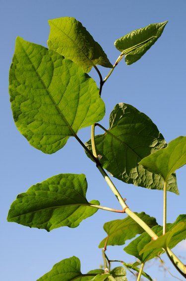 Young shoots of a japanese knotweed
