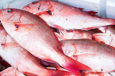 Red snapper in a freezer