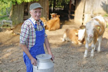 Farmer is working on the organic farm with dairy cows