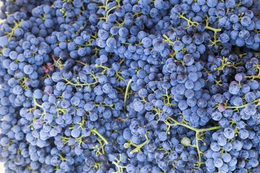 Merlot Grapes for wine making