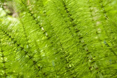 Horsetail (Equisetum arvense)