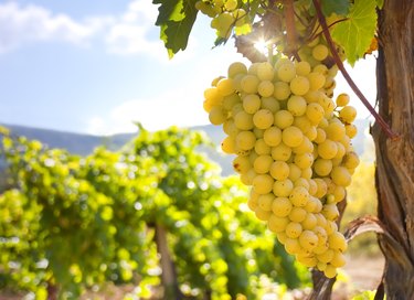 Bunch of grapes