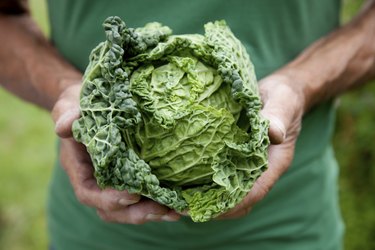 Close up of a person holding a fresh head of cabbage over their stomach