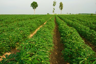 Cassava plantation Northeast of Thailand