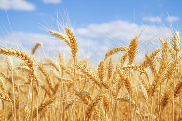 Gold wheat field and blue sky