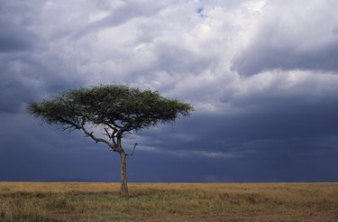 Acacia tree growing on savannah against sky background, Masai Mara National Reserve, Kenya