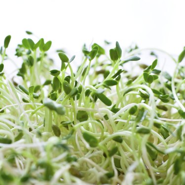 Fenugreek germination