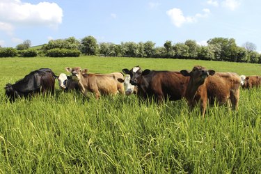 Young Angus, Friesian, Guernsey and Jersey cows / calves, lush field