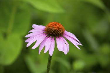Single purple coneflower, with lavender rays and orange discs, V