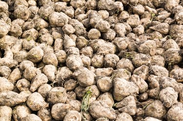 Sugar beet roots