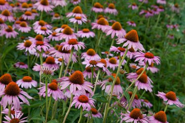 Echinacea flower