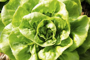 Close up shot of Butterhead Lettuce, Organic garden