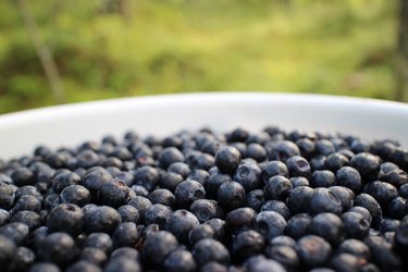 Berries in bucket