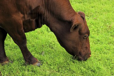 eating cow