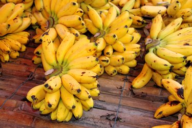 Dainty bananas or Pisang Mas