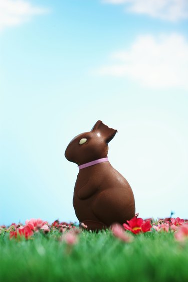 Chocolate Easter bunny with half of ear bitten off sitting on grass
