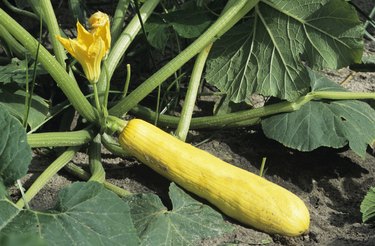 Yellow squash with blossom