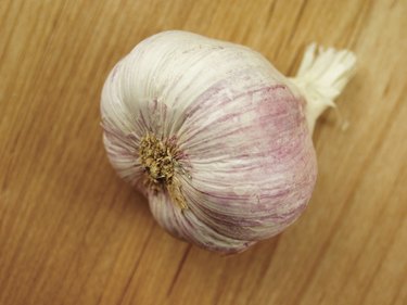 A pod of garlic