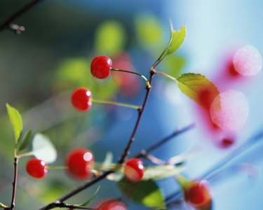 Close-up of Montmorency cherries