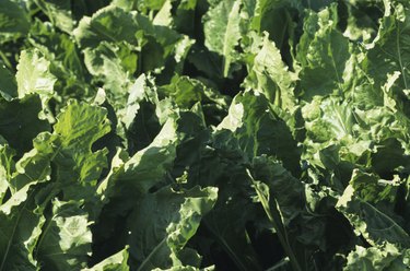 Turnip green field, close-up