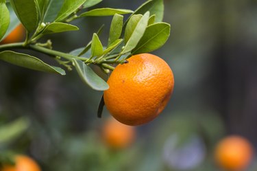 Orange on tree