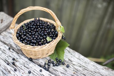Black currant