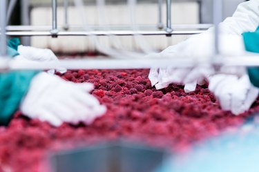 frozen raspberry processing business